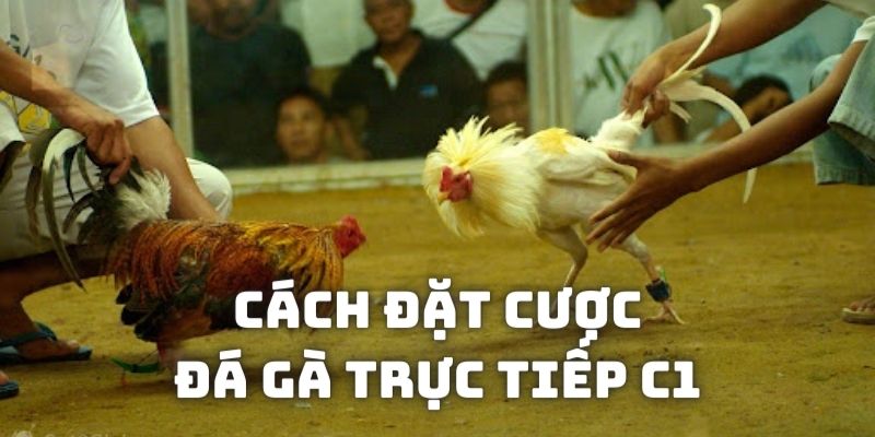 Hướng dẫn cách đặt tiền vào trận đá gà C1 trực tuyến tại các nhà cái online