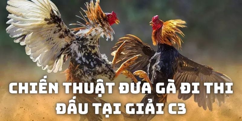 Chia sẻ chiến thuật đưa gà đi thi đấu đem lại hiệu quả tối ưu