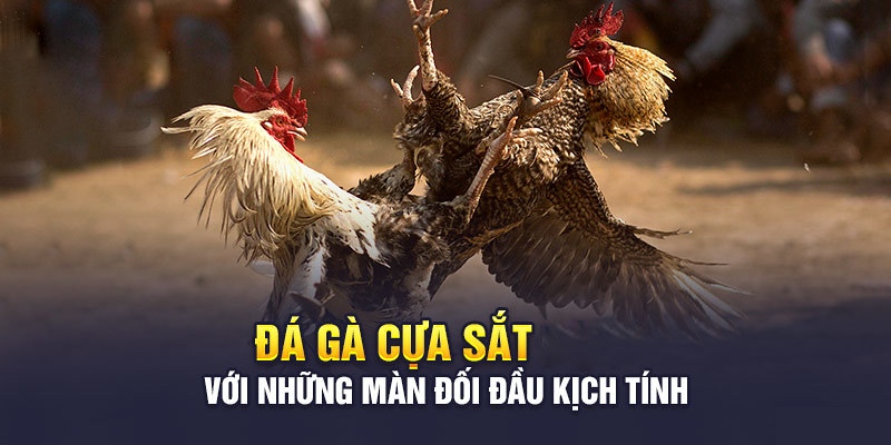 Các trận đấu gà cựa sắt thường diễn ra rất chóng vánh và hồi hộp