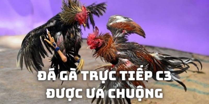 Những lý do khiến giải đá gà uy tín C3 được ưa chuộng hàng đầu