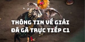 Thông tin sơ lược về giải chọi gà lớn nhất - Đá gà C1