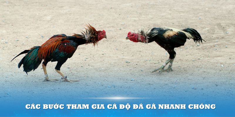 Các bước tham gia cá độ đá gà nhanh chóng