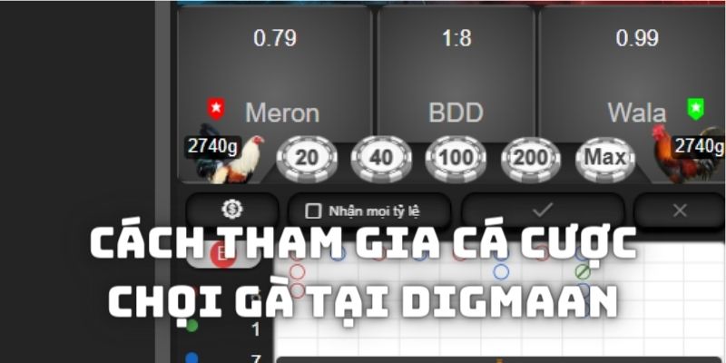 Hướng dẫn các thao tác cá cược các giải đấu chọi gà tại Digmaan