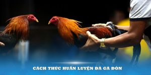 Đá Gà Đòn Và Quy Luật Quan Trọng Không Thể Bỏ Qua