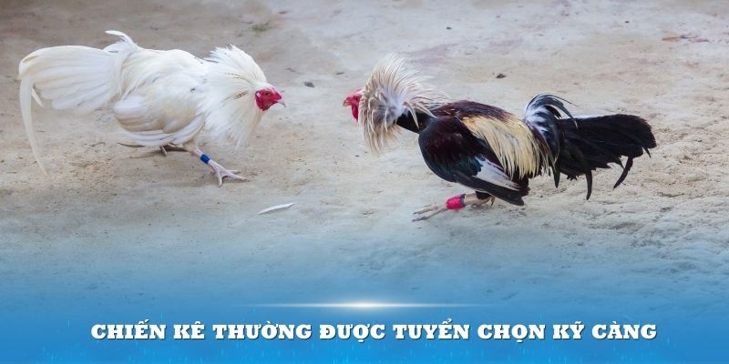 Chiến kê thường được tuyển chọn kỹ càng