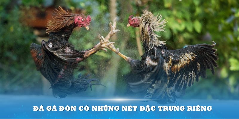 Đá gà đòn có những nét đặc trưng riêng tạo nên sự độc đáo