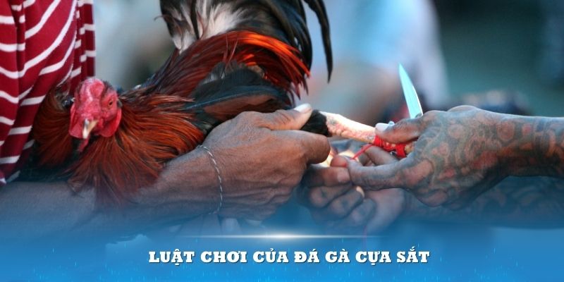 Luật chơi của đá gà cựa sắt