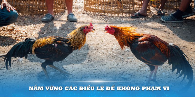 Nắm vững các điều lệ để không phạm vi khi đá gà đòn